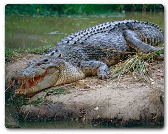  Odisha State bird, Saltwater crocodile, Crocodylus porosus